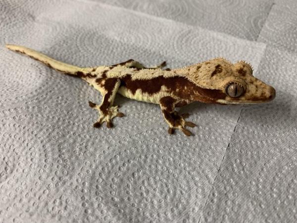 Image 1 of Red Lilly White Crested geckos