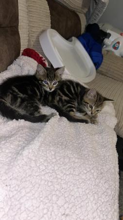 Image 2 of Tabby kittens female and male