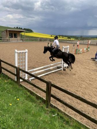 Image 22 of 12.2 section C gelding - super fun pony club all rounder