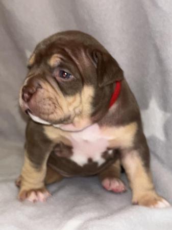 Image 5 of Pocket bully puppies for sale abkc registered