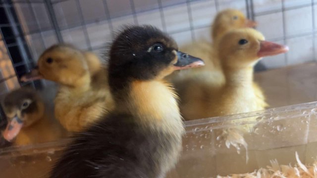 Image 4 of Ducklings for sale (7 days old)