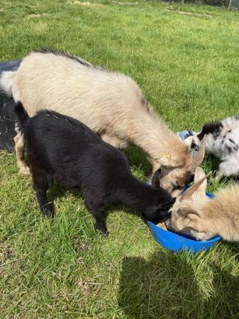Image 4 of 3 Month Old Female Pygmy Goats