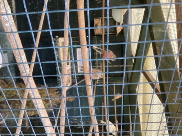 Image 5 of Here for sale I have a pair of normal Bourke parakeets