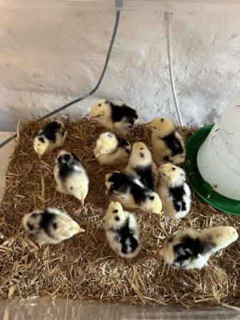 Image 2 of Exchequer leghorns pure bred chicks chickens