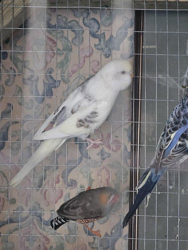 Preview of the first image of 6-7 month old baby budgies for sale.
