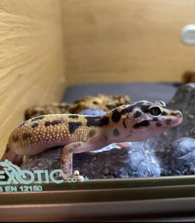 Image 6 of 7 Month old Leopard Gecko