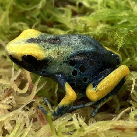 Image 2 of Dart Frogs For Sale Various Species