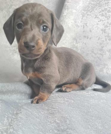 Image 3 of Miniature dashund boy puppy blue and tan