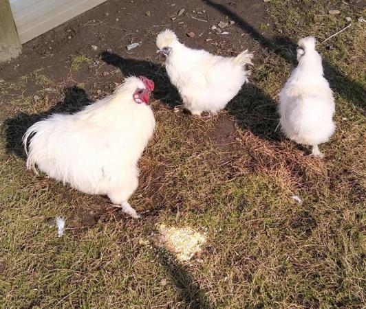 Image 1 of Silkie eggs for sale 1 pound each