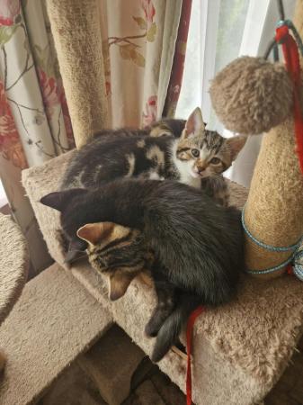Image 2 of Kittens for sale, ready now