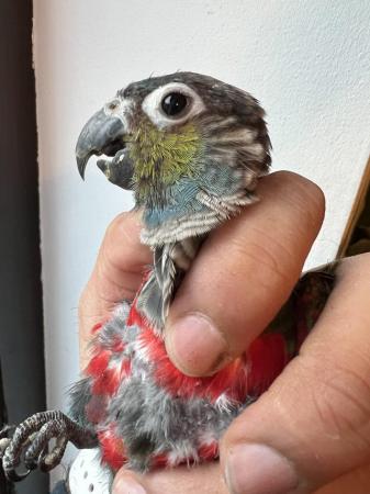 Image 4 of Young  Mutation Mint Mutation Pineapple conure
