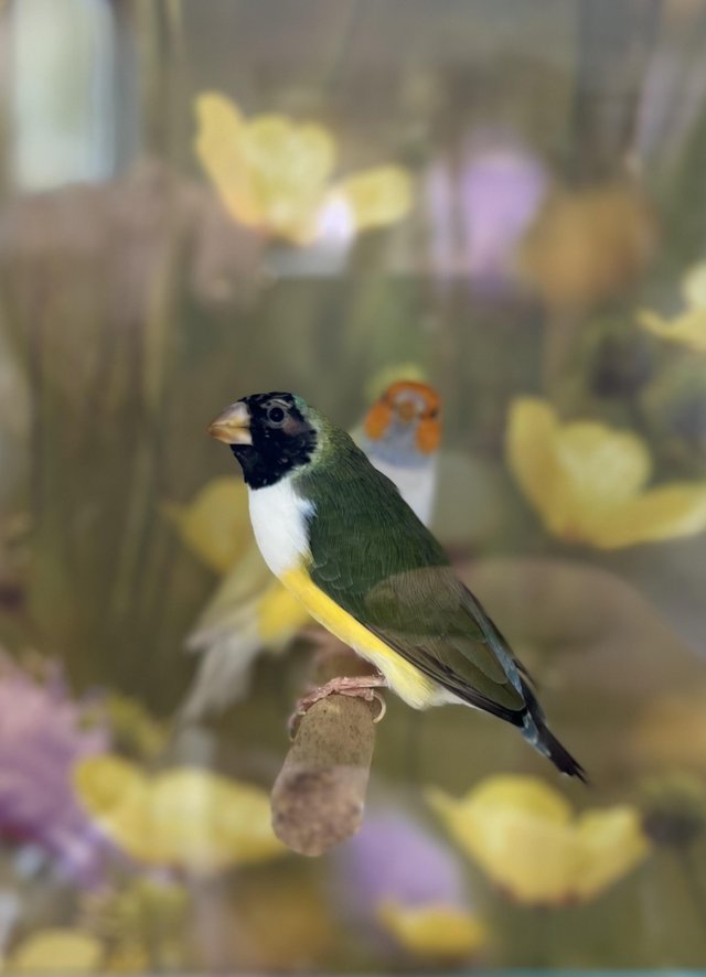 Preview of the first image of Beautiful unrelated pair of gouldian finches for breeding.