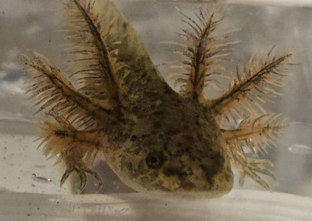 Image 10 of Beautiful axolotls ready for there forever waters