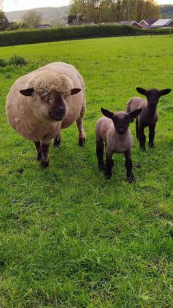 Image 2 of Hampshire Down ewe & lambs for sale