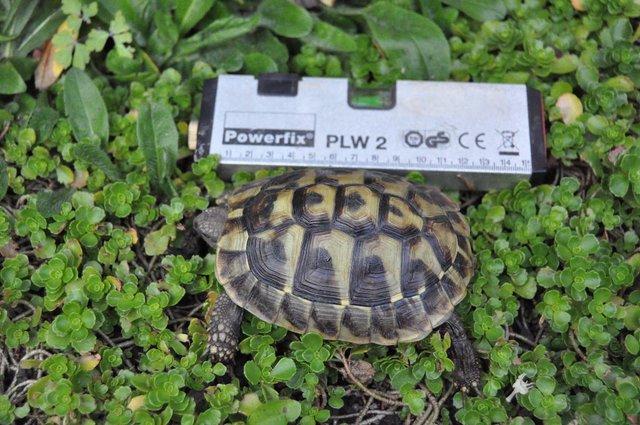 Image 4 of Speedy the Little Hermann's tortoise is for sale