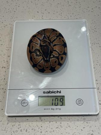 Image 2 of WILD TYPE Baby (Normal) ball python looking for good home