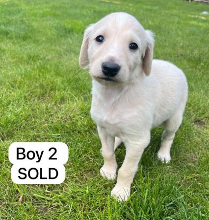Image 9 of Saluki puppies for sale