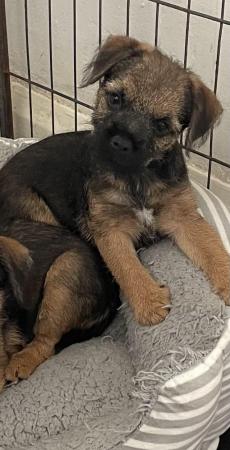 Image 14 of KC registered Border Terrier puppies