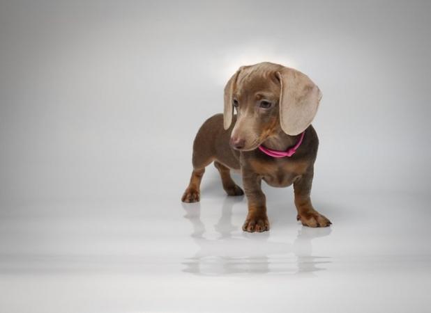 Image 2 of KC; PRA CLEAR Miniature Dachshund Isabella puppies