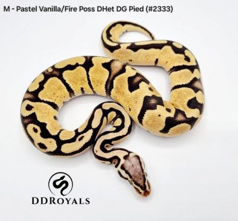 Image 12 of Royal Pythons: Pieds, Desert Ghosts. ADULTS AND HATCHLINGS