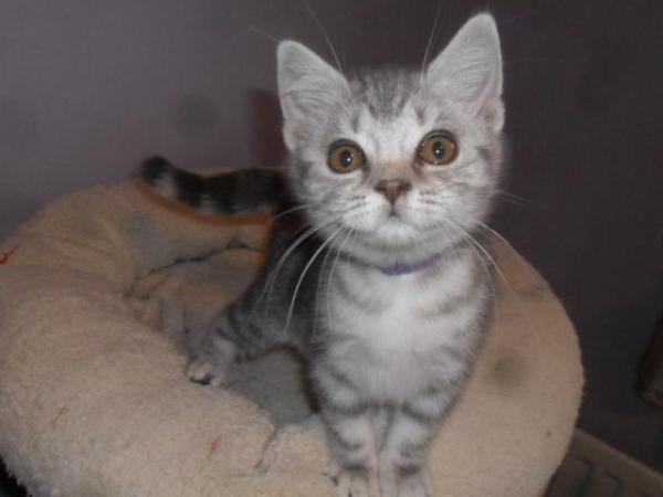 Image 1 of *READY NOW* British Shorthair Blue Silver Female Kitten