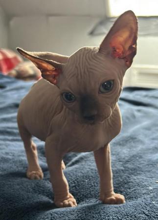 Image 11 of Playful and loving Sphynx kittens