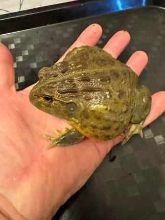 Image 4 of Giant African Bull Frog juvenile SALE