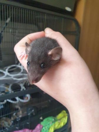 Image 1 of 2 Young male Rats. available at 8 weeks old