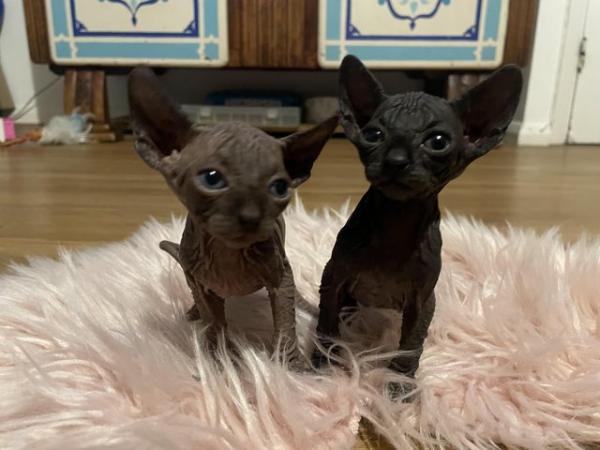 Image 9 of Canadian Sphynx kittens now available for new forever home