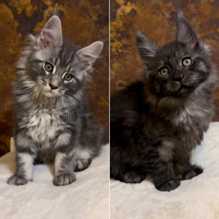 Image 14 of GCCF/ TICA proven blue Maine Coon stud. London