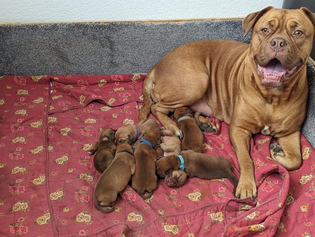 Preview of the first image of Gorgeous Dogue De Bordeaux Puppies.