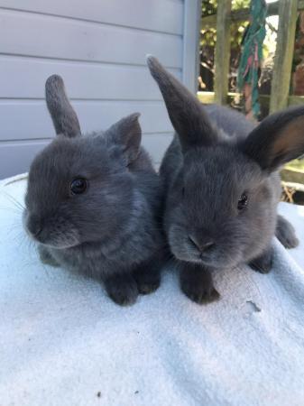 Image 6 of 8 week old mini lop babies ready now