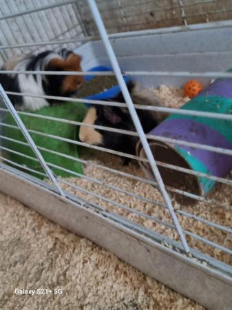 Image 2 of 2 boar guinea pigs forsale