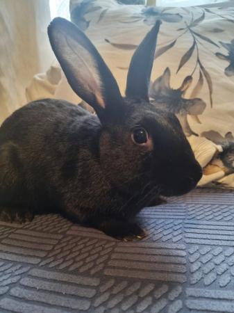 Image 2 of Handsome bunny looking for a new home.