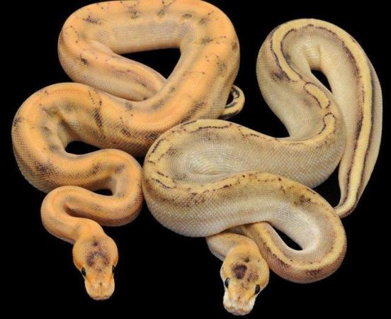 Image 17 of ALL STOCKED SNAKES HERE AT WARRINGTON PETS & EXOTICS