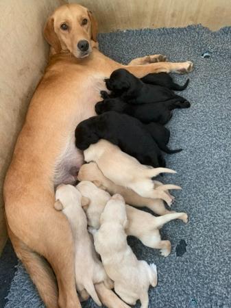 Image 1 of LABRADOR KC REGISTERED PUPPIES