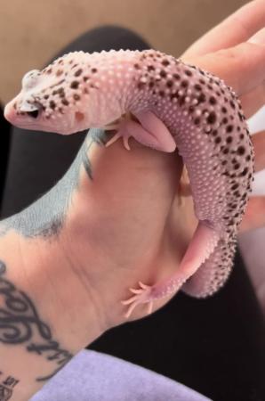 Image 6 of Serious enquiries only!Leopard Gecko Pied Super Snow Eclipse