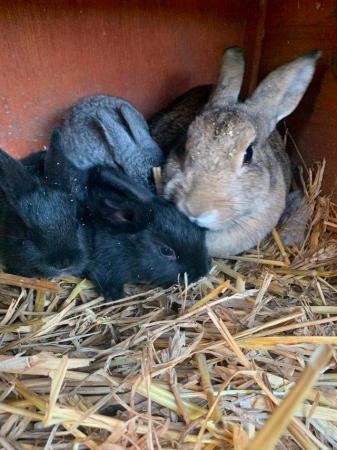 Image 6 of Rabbit  (black  female) looking for a new home, £10