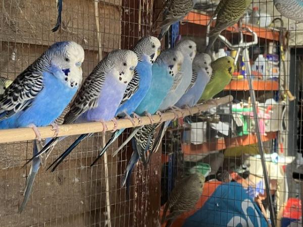 Image 3 of 25 Budgies various colours for sale