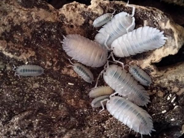 Image 4 of Porcellio baetcensis voilet isopods