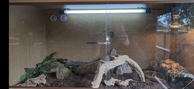 Image 5 of European glass lizard (legless lizard) for sale