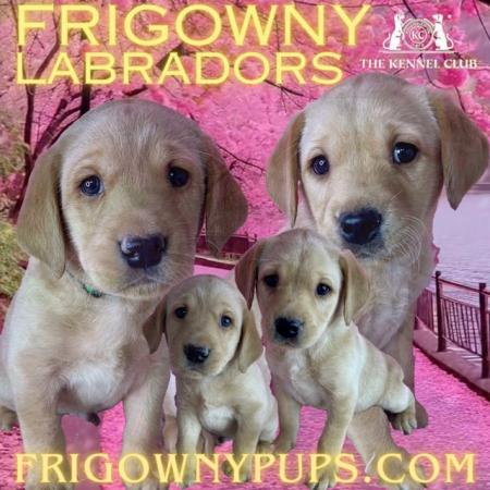 Image 1 of **PRICE REDUCED** KC Reg Yellow Labrador Boy Puppies