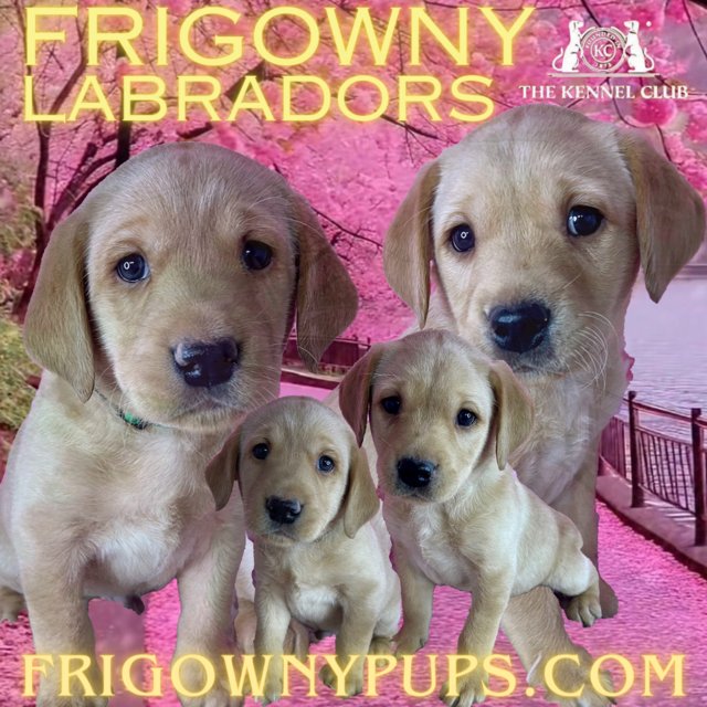 Preview of the first image of KC Reg Yellow Labrador Boy Puppies.