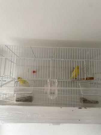 Image 3 of Waterslager canary birds for sale
