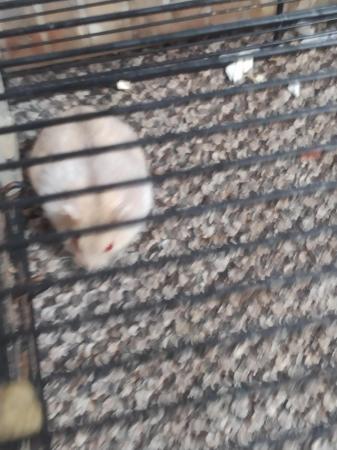 Image 8 of Beautiful 8 dwarfs hamsters (ask for video as pic rubbish