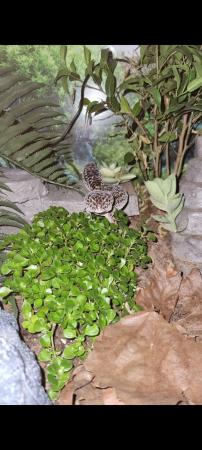 Image 5 of Leopard geckos wirh full setups