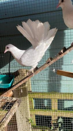 Image 2 of White English fantails for sale