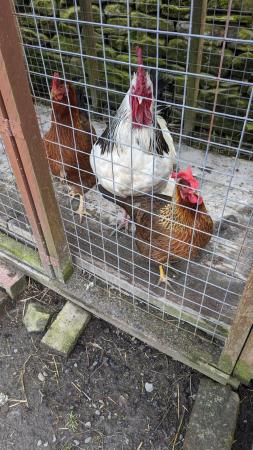 Image 1 of Sussex hen and 4 week old chicks