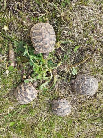 Image 5 of BABY HERMANNS TORTOISE FOR SALE