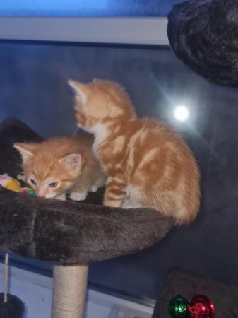 Image 8 of Male ginger kittens ready now